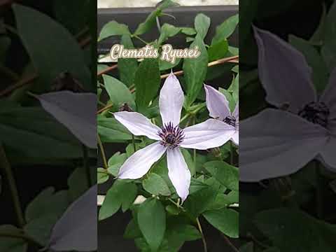 園芸 マウンテンクレマチス