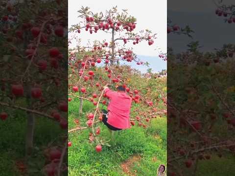 Just looking like a wow😊🍎 Chinese life #fruit #shorts #appletree #apple