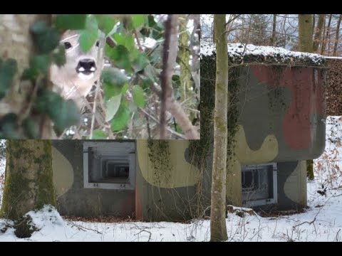 Bunker, Rehe und Wald am Benkner Büchel / CH - SG