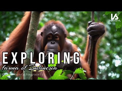 Exploring fauna of Indonesia - Orangutans