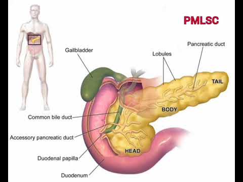 Head Body Tail - PMLSC