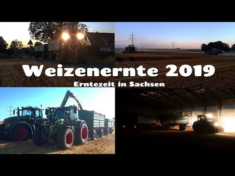 Weizen Ernte 2019 in Sachsen / Agrarfilmer Sachsen