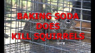 BAKING SODA DOES KILL SQUIRRELS (This Squirrel Killed all my chicks and turkey chicks.)