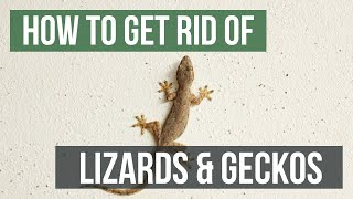 How to Get Rid of Lizards & Geckos (4 Easy Steps)