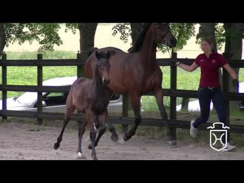 HEI227 Stutfohlen von Diarado - Crunch - Ramiro's Son II