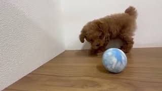 トイプードルの動画01