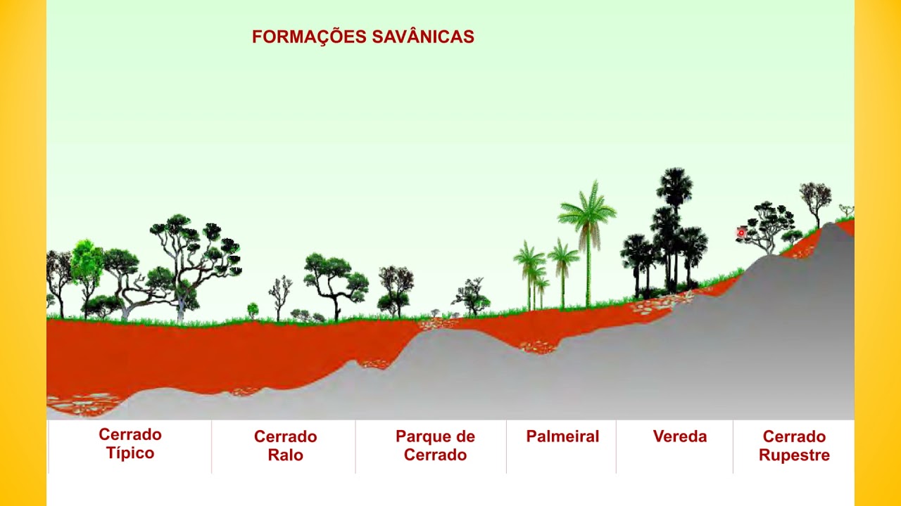 Fitofisionomia do Cerrado