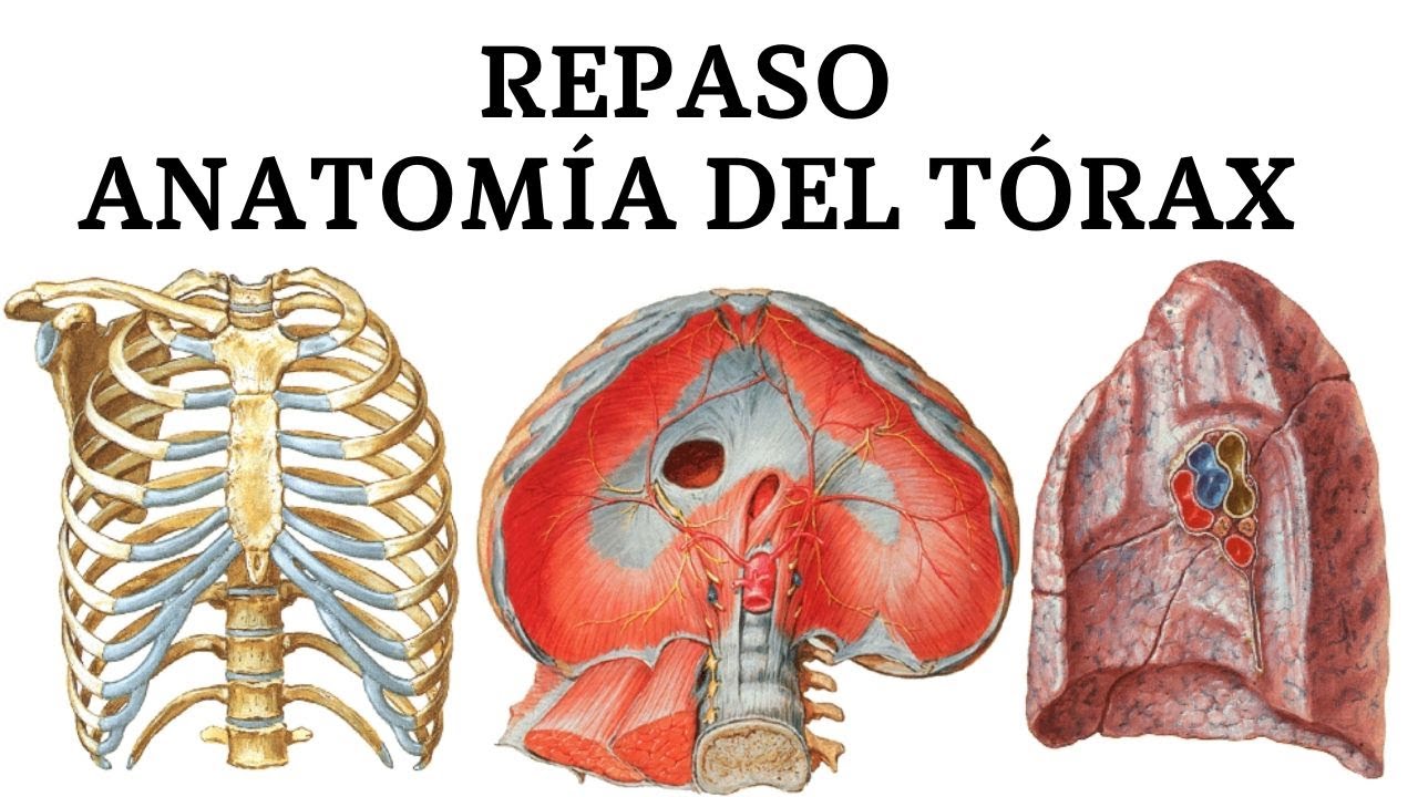 Repaso del Tórax Parte 1