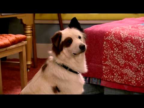 Dog With A Blog - Emotional Avery