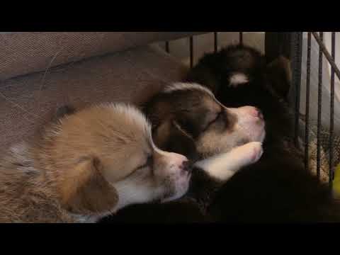 cutest puppy🐕cute puppy #careful to each other