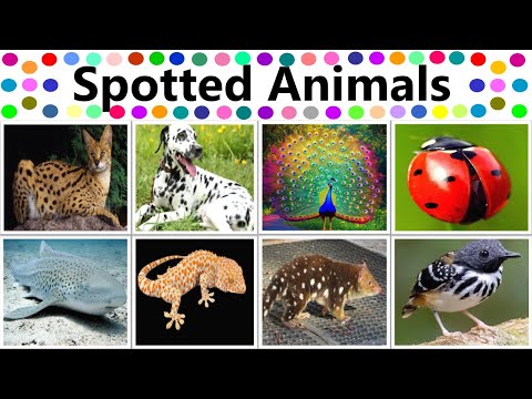 Animals Names | Amazing Spotted Animals and Birds | Learn English Vocabulary