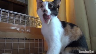 2014921保護子猫ミケ下の乳歯が抜けた日Thedateofmissingbabyteethofkittens瀬戸の三毛猫日記