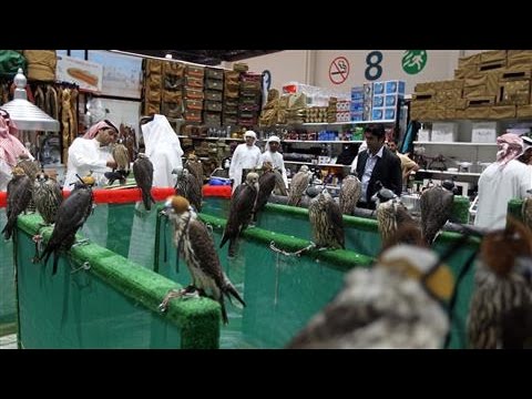 In Abu Dhabi, a Falcon Beauty Contest