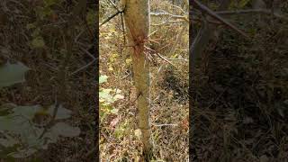 Locust tree thorns!