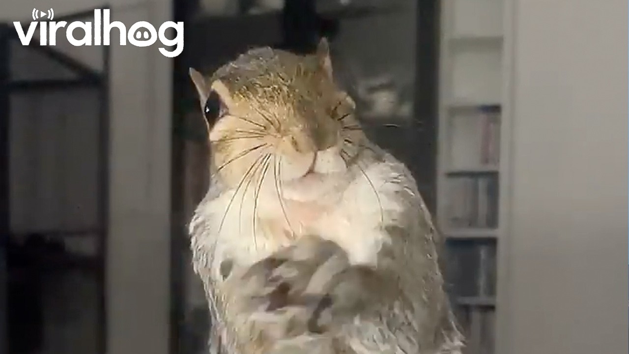Bam Bam the Happy Clappy Squirrel || ViralHog