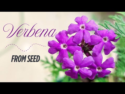 It's Easier Than You Think! From Seed to Bloom: Growing Beautiful Verbena | Verbena Care Guide