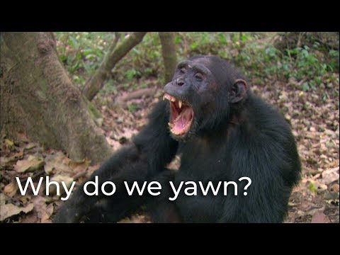 Why Do We Yawn? - According To Science
