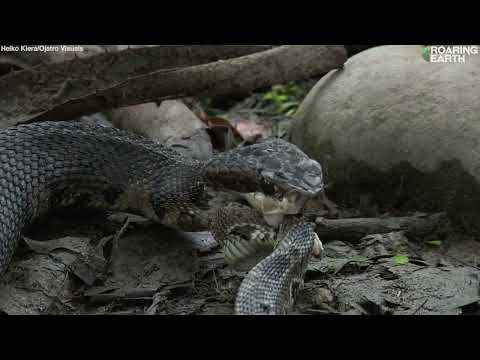 Cottonmouth vs. Rattlesnake: Venomous Snakes Battle #wildanimals #jungle