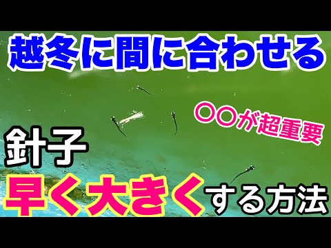 冬に針を失う針葉樹はどれですか? トピックス