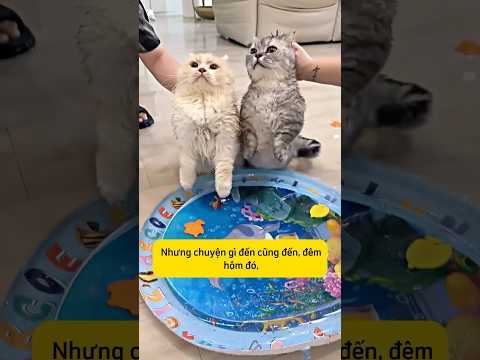 Gậy ông đập lưng ông #thucung #mèo #dongvat #petlovers #troll