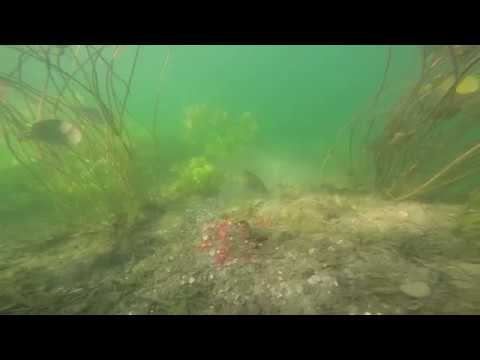 Schleie am Futterplatz