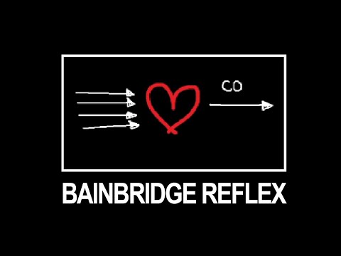 Bainbridge Reflex: Herzphysiologie und autonome Steuerung