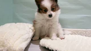 パピヨンの動画01