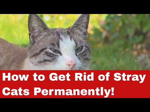 How to Get Rid of Stray Cats Permanently