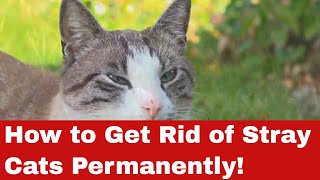 How to Get Rid of Stray Cats Permanently