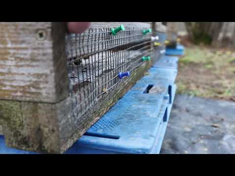 Master beekeepers Binder and Eberhard: Multiple problems of a bee colony in winter. A cautionary ...