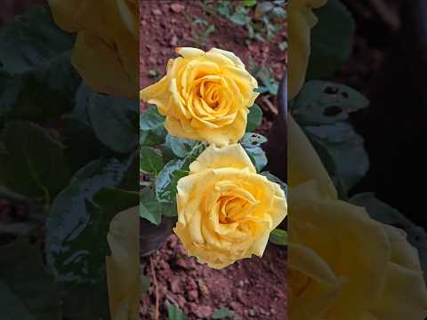 #rose #gardenflowers #flowergarden #flowervibes #flowers #new #nature #shorts