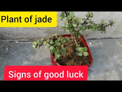 Plant of jade ( signs of good luck)
