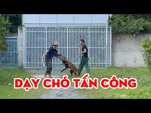 Video Trường Huấn Luyện Chó Cảnh, Chó Nghiệp Vụ Hùng Cường