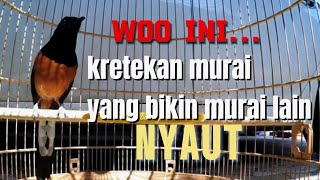 Download lagu KRETEKAN murai batu yang bikin MURAI lain NYAUT #muraibatu #murai #kicaumania #kicaumanianusantara mp3