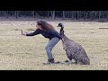 Emu Mating Season