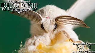 Hollow Knight (Part 1) | Bombyx mori, the humble domestic silk moth