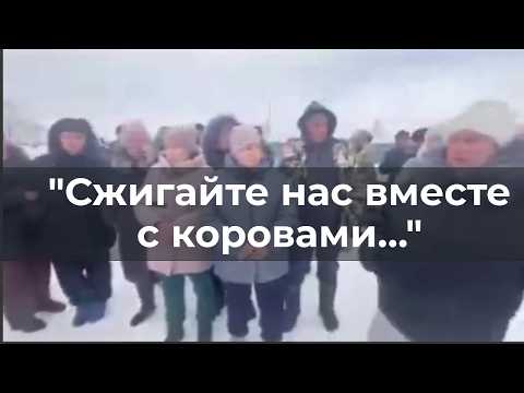 "Сжигaйтe нас вместе с коровами!"