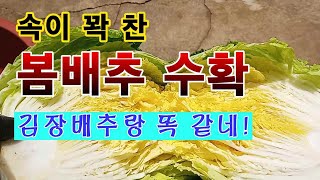 [텃밭농부 1,508]  속이 꽉 찬 봄배추 수확. 김장배추랑 똑 같네! 배추재배 #봄배추재배