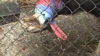 preview picture of video 'Killer Bird At The Virginia Zoo - Cassowary'