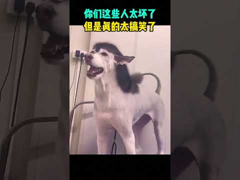 你们这些人太坏了，但真的太搞笑了🤭 #電玩新聞 #搞笑 #感人壹幕 #大熱門 #遊戲 #科普 #影視解説 #熱門