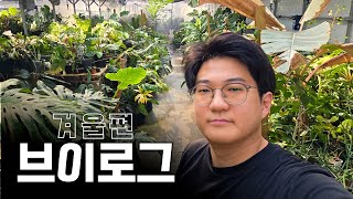 희귀 관엽 키우는 30대 농부의 오전 일과 ㅣ분갈이 ㅣ 비료 주기 ㅣ 안스리움 씨앗 파종 ㅣ ????NURS…