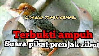 Download lagu suara pikat prenjak kepala merah ribut ampuh//ANTI ZONK mp3