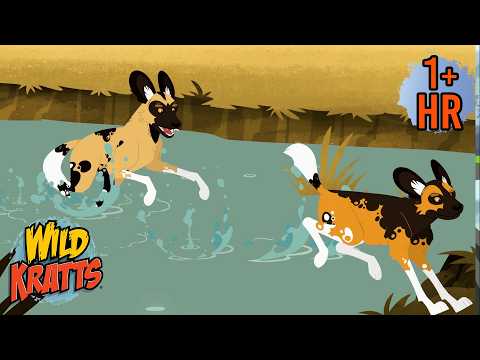 African Wild Dogs Vs Crocodile | Creature Battles | Wild Kratts
