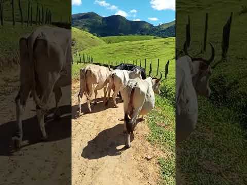 Em Itanhem BA ciclista Cowboy kkkk