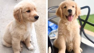 🐶These Golden Puppies Will Make You Genuinely Happy While Watching 🐶 | Cute Puppies