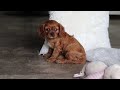 Cavalier King Charles Spaniel dogs for sale: Cleo - Video 1