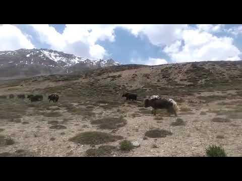 Where the Wild Yak Roam - SPITI