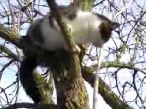 Gebrüder Blumenkohl - Wenn et knallt und brennt (geschnittene Fassung)