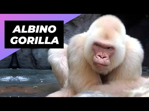 Albino Gorilla 🦍 One Of The Albino Animals You Have Never Seen #shorts #albino #albinogorilla