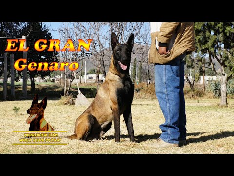 Dog training Genaro great Belgian shepherd malinois